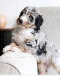 Merle Bernedoodle From Native Doodles Bernedoodle Doodles Bernese Mountain Dog