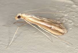 Image result for Euclasta