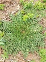 Image result for Xylotheca tettensis