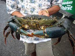 Where to order blue crabs? Guimaras Blue Crab Blue Crab Crab Blue