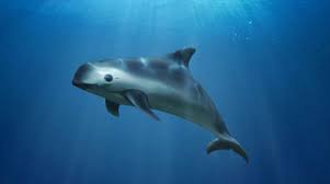 Hari ini cikgu telah mengajar cara membuka akaun google dan cara memberi komen dalam blog. Vaquita Spesis Marin Yang Paling Terancam Di Dunia Iluminasi