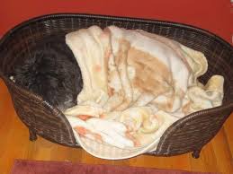 Premium pet insurance + 24/7 support. Hope S Rescue Home Facebook