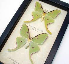 Framed luna moth