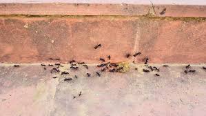 Spot treatment of ant piles in your lawn on quarterly visits. Summer Heat In North Texas Equals Insects In Your Home
