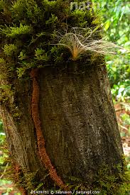 Image result for Funtumia elastica