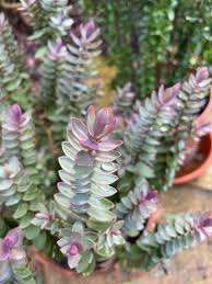 Pam Cox for Colchester added a...