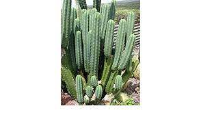 Also, this cactus is recommended to relieve hypertension, circulatory and cardiovascular problems. Asklepios Seeds 1000 Seeds Trichocereus Pachanoi Syn Echinopsis Pachanoi San Pedro Cactus Amazon De Garten