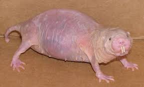 Don't let its ridiculous appearance fool you: 10 Ugliest Animals In The World Nairaland General Nigeria