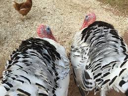 Male privilege is the system of advantages or rights that are available to men solely on the basis of their sex. Hd Wallpaper Turkeys Tom Bird Male Gobbler Animal White Domestic Wallpaper Flare