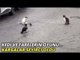 Istanbul Da Sokaklarda Kedi Ve Farelerin Oyunu Kargalar Seyirci Oldu Youtube