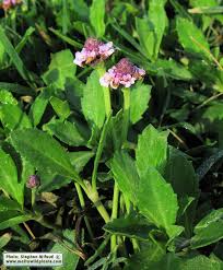 Image result for Lippia oatesii