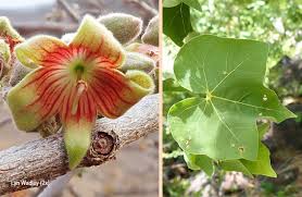 Image result for Sterculia rogersii