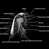The bones of the chest and upper back combine to form the strong, protective rib cage around the vital thoracic organs such as the heart and lungs. Https Encrypted Tbn0 Gstatic Com Images Q Tbn And9gcsbab Cs3tipg3qp7dril5sidmcxl4ogozmp4stfds Usqp Cau