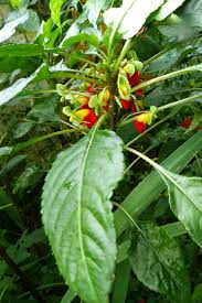 Image result for Impatiens niamniamensis