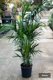 Image result for Howea forsteriana