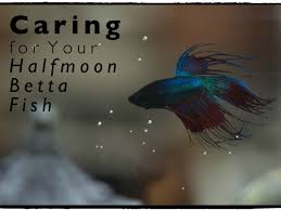 But they have a distant cousin who also packs a punch in that department, the siamese fighting fish (betta splendens). Halfmoon Betta Fish Care And Tips Pethelpful By Fellow Animal Lovers And Experts