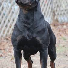 Image result for Rotala gossweileri