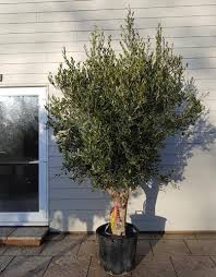 Olive Trees Old Olive Trees Online Olea Europea For Sale Uk Roof Garden Roof Architecture Mediterranean Plants