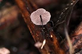 Image result for Marasmius opacus