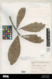 Image result for Brexia