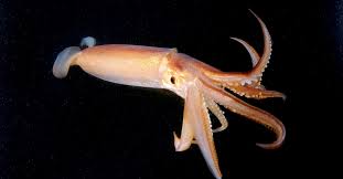 Are Squids As Smart As Dogs