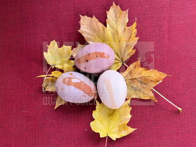 A Colorful and Protective Coating: Egg Bloom | Meyer Hatchery Blog