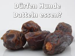 Durfen Hunde Datteln Essen Getrocknete Fruchte Fur Hunde In 2020 Datteln Hunde Ernahrung Getrocknete Datteln