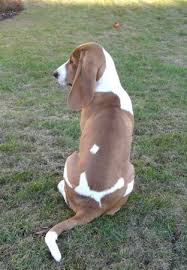 Image result for švycký honič