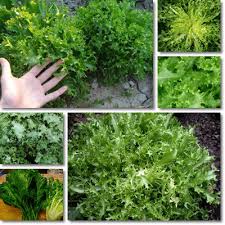 Maybe you would like to learn more about one of these? Proprieta E Benefici Indivia Riccia Vitamineproteine Com