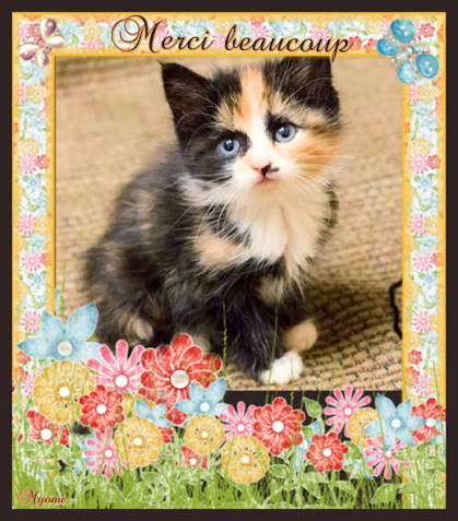 merci chat