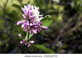 Image result for Millettia