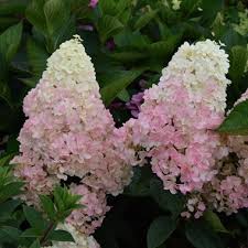 Image result for hydrangea paniculata vanille fraise