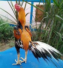Primbon Ayam Wiring Kuning Asli Serta Ciri Dan Kelebihannya