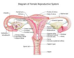 There are pair of ovaries which contains the germinal cells. Neatly Draw And Label The Diagram Of Female Reproductive System Brainly In