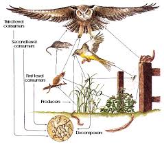 The key difference being the a food web has producers and consumers. 8 Differences Between Food Chain And Food Web With Similarities Viva Differences