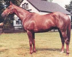 Arts And Letters Sired By Ribot Horses Thoroughbred Horse Racing Thoroughbred Horse