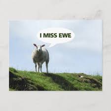 I Miss You Funny Sheep Ewe Postcard Zazzle Com In 2021 Miss You Funny Funny Sheep You Funny