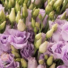 Maybe you would like to learn more about one of these? Lavender Lisianthus Wholesale Flowers Diy Wedding Flowers