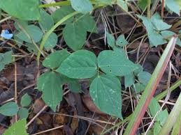 Image result for Psophocarpus lancifolius