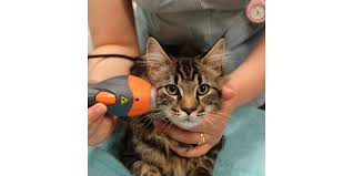 That is why it is important to diagnose and stage this disease to decide on the best treatment options. Gingivitis Stomatitis Complex In Cats Celtic Smr