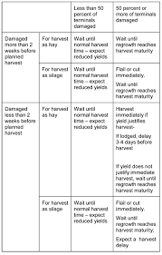 managing hail damaged alfalfa integrated crop management