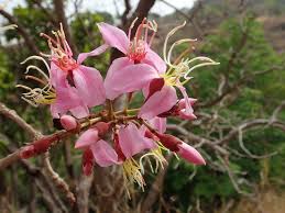Image result for Dichaetanthera corymbosa