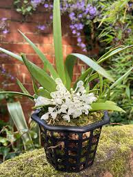 Image result for Podangis