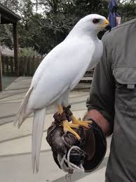 Australian Black Bird With White Wing Tips Grey Goshawk Of Australia White Morph The Only Pure White Bird Of Prey That Is Not A Result Of Albinism Birds Of Prey Beautiful Birds Raptors Bird