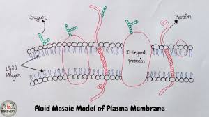 We did not find results for: Drawing Fluid Mosaic Model Of Plasma Membrane In Easy Way Drawing Cell Membrane Youtube