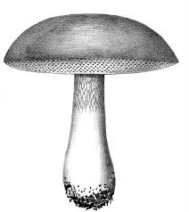 Black And White Mushroom The Graphics Fairy Llc Black And White Clip Art Art Nature And Animals Stuffed Mushrooms Mushroom Images Black White Illustration