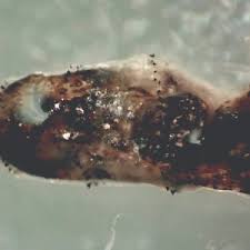 Image result for cuterebriasis in dogs