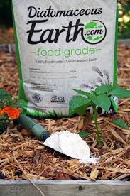 Can i use diatomaceous earth in my garden? Using Diatomaceous Earth In The Garden Turning The Clock Back