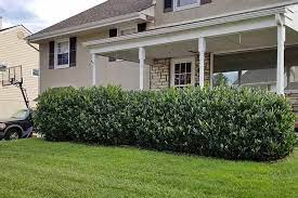 A house attached to a farm, especially the main house in which the farmer lives. The Best Evergreen Shrubs For Your Garden Gardener S Path