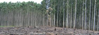 The devastating ecological and social impacts of monoculture tree plantations. International Day Of Struggle Against Monoculture Tree Plantations 2008 Wrm In English